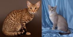 Ocicat vs American Keuda - Breed Comparison