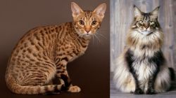 Ocicat vs American Longhair - Breed Comparison