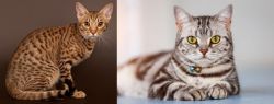 Ocicat vs American Shorthair - Breed Comparison