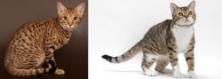 Ocicat vs American Wirehair - Breed Comparison