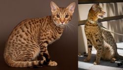 Ocicat vs Ashera - Breed Comparison