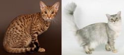 Ocicat vs Asian Semi-Longhair - Breed Comparison