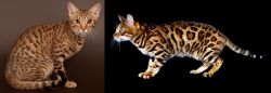 Ocicat vs Bengal - Breed Comparison