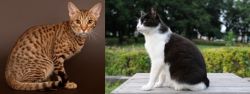 Ocicat vs Bicolor - Breed Comparison