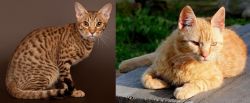 Ocicat vs Brazilian Shorthair - Breed Comparison