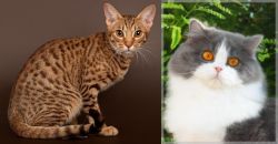 Ocicat vs British Longhair - Breed Comparison