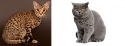 Ocicat vs British Shorthair - Breed Comparison
