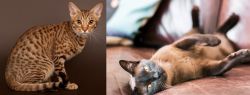 Ocicat vs Burmese - Breed Comparison