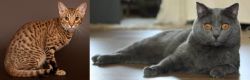 Ocicat vs Chartreux - Breed Comparison