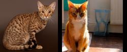 Ocicat vs Chausie - Breed Comparison