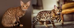 Ocicat vs Cheetoh - Breed Comparison