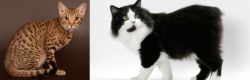 Ocicat vs Cymric - Breed Comparison