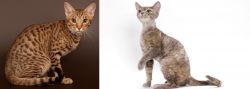 Ocicat vs Devon Rex - Breed Comparison