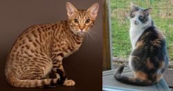 Ocicat vs Dilute Calico - Breed Comparison