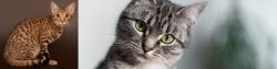 Ocicat vs Domestic Shorthaired Cat - Breed Comparison