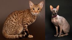 Ocicat vs Don Sphynx - Breed Comparison