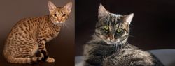Ocicat vs European Shorthair - Breed Comparison