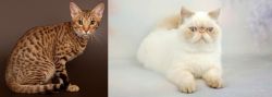 Ocicat vs Exotic Shorthair - Breed Comparison