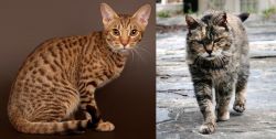 Ocicat vs Farm Cat - Breed Comparison