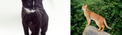 Ojos Azules vs Abyssinian - Breed Comparison