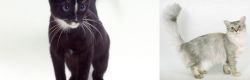 Ojos Azules vs Asian Semi-Longhair - Breed Comparison