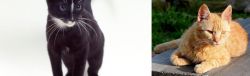 Ojos Azules vs Brazilian Shorthair - Breed Comparison