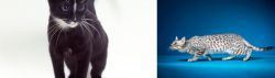 Ojos Azules vs Egyptian Mau - Breed Comparison