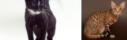 Ojos Azules vs Ocicat - Breed Comparison