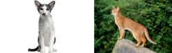 Oriental Bicolour vs Abyssinian - Breed Comparison