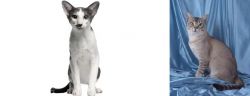 Oriental Bicolour vs American Keuda - Breed Comparison