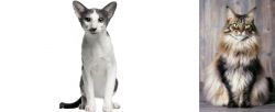 Oriental Bicolour vs American Longhair - Breed Comparison