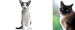 Oriental Bicolour vs Applehead Siamese - Breed Comparison