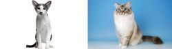 Oriental Bicolour vs Birman - Breed Comparison