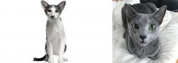 Oriental Bicolour vs Blue Russian - Breed Comparison