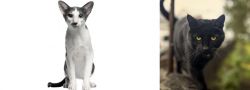 Oriental Bicolour vs Bombay - Breed Comparison