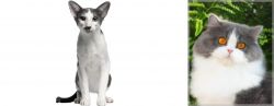 Oriental Bicolour vs British Longhair - Breed Comparison