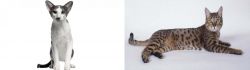 Oriental Bicolour vs California Spangled Cat - Breed Comparison