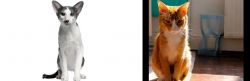 Oriental Bicolour vs Chausie - Breed Comparison