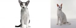 Oriental Bicolour vs Cornish Rex - Breed Comparison