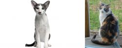 Oriental Bicolour vs Dilute Calico - Breed Comparison