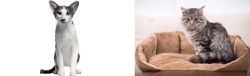 Oriental Bicolour vs Domestic Mediumhair - Breed Comparison