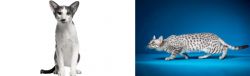Oriental Bicolour vs Egyptian Mau - Breed Comparison