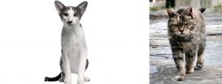 Oriental Bicolour vs Farm Cat - Breed Comparison