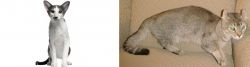 Oriental Bicolour vs Jaguarundi Curl - Breed Comparison