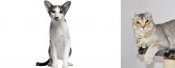 Oriental Bicolour vs Jungle-Curl - Breed Comparison