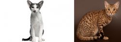 Oriental Bicolour vs Ocicat - Breed Comparison
