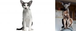Oriental Bicolour vs Oriental Shorthair - Breed Comparison