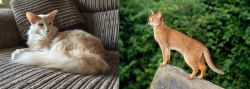 Oriental Longhair vs Abyssinian - Breed Comparison