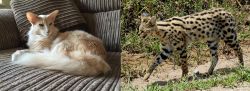 Oriental Longhair vs African Serval - Breed Comparison