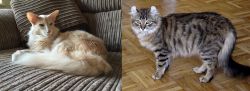 Oriental Longhair vs American Curl - Breed Comparison
